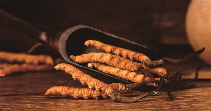 什么是斷草？斷草和冬蟲夏草的區(qū)別和購買常識